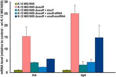 Sense and antisense RNA products of the uxuR gene can affect motility and chemotaxis acting independent of the UxuR protein